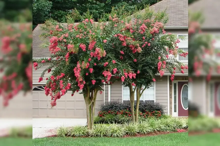 Crape myrtles in flower framing the front entrance of a home landscaped by Allin Landscaping