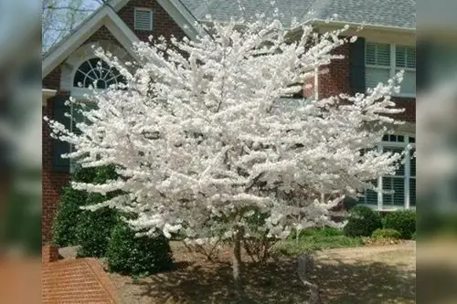 A Yoshino cherry tree in full bloom at a home landscaped by Allin Landscaping